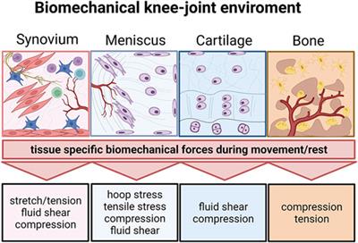 A Progress Report and Roadmap for Microphysiological Systems and Organ-On-A-Chip Technologies to Be More Predictive Models in Human (Knee) Osteoarthritis